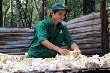 Năng suất cao nhờ tận thu mủ tốt